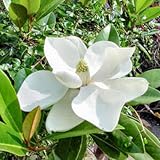 SOUTHERN MAGNOLIA grandiflora 50 stratified seeds