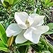 SOUTHERN MAGNOLIA grandiflora 50 stratified seeds