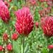 Crimson Clover Seeds, 1 Pound