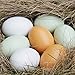 Eadear 6Pcs Kids Infant Toddler Simulation Eggs Color Shape Matching Egg Set Educational Development Puzzle Toy Pegged Puzzles Toy Kids Education Toy for Kids Boys Girls Pegged Puzzles