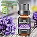 LATITOP Lavender Essential Oil, 100% Pure & Natural Aromatherapy Essential Oils for Diffuser, Humidifier, Massage, Aromatherapy (10ml)