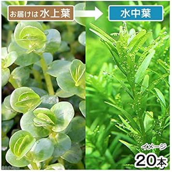 Amazon 水草 ロタラｓｐ グリーン 丸葉タイプ 水上葉 無農薬 ２０本 Charm チャーム 生体水草 通販