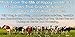 Grass-Fed Whey Protein, Cold Processed Non-Denatured, Biologically Active, GMO-Free Protein Concentrate Made Directly From Grass-Fed Milk - Not Cheese (Natural/Unflavored - 5oz/150g)