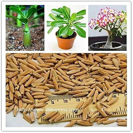 Amazon 白 100 真の砂漠のバラの種アデニウムオベサム種子盆栽の花の種屋内二重花びら花庭の鉢植えの植物2個 バッグ 花