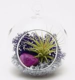 Bliss Gardens Mini Air Plant Terrarium Kit with 3