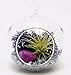 Bliss Gardens Mini Air Plant Terrarium Kit with 3" Round Glass, Purple Moss, Silver Rocks and Pink Agate Stone