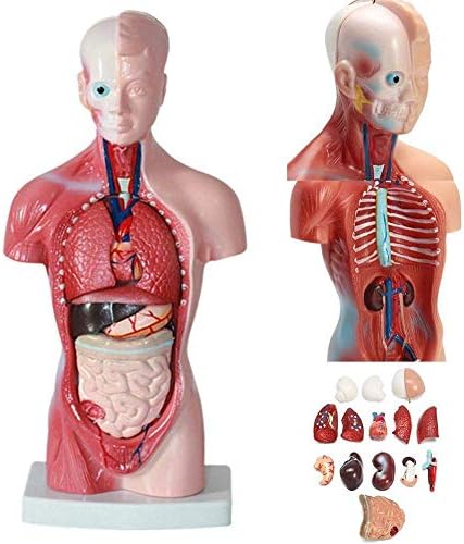 教育モデルおもちゃ人体モデル28センチメートル子供の胴体骨格内臓解剖モデル医療教育援助取り外し可能な15パーツ B0874qw7pj 5 129円 人気海外一番 100 品質保証 全品送料無料 即日出荷 Sale開催中