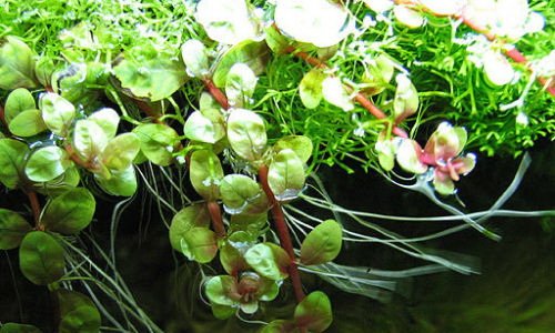 Rotala Rotundifolia