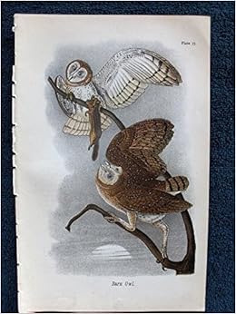 Plate 17 Barn Owl Single Original Antique Chromolithographed
