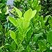 (2 Oz.) Fresh Kaffir Lime Leaves (Thai Lime Leaves) | FREE First Class Shipping from California