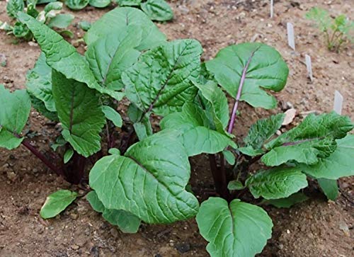 PlenTree Purple Choy Sum | Hon Tsai Tai | Kosaitai | Tender & Tasty | 1000 Fresh Seeds