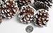 Bag of Snow Tipped Natural Pine Cones for Decorating and Designing-1/2lb.