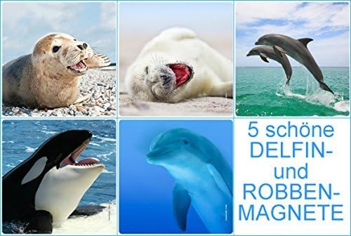 Aimant De Refrigerateur De Baleines Dauphins Et Phoques 5 Aimants Mammiferes Marins Dauphin Detachable Orca Orque De Phoque De Phoque Carre 52 X 52 Mm Avec Coins Arrondis Amazon Fr Fournitures De Bureau