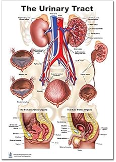 Amazon Com Kidney Urinary And Bladder System Poster Size 24wx36t Industrial Scientific