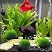 Luffy 3 Giant Marimo Moss Balls (1.5