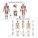 24” x 36” Large Double Sided Muscular and Skeletal System Anatomical Wall Poster/Laminated Human Body Poster/Anatomy Poster/Medical Poster/Human Muscle Skeleton Reference Chart by JJ CARE
