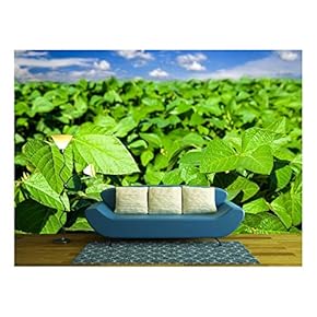 Soybean Field - Removable Wall Mural | Self-Adhesive Large Wallpaper - 66x96 inches