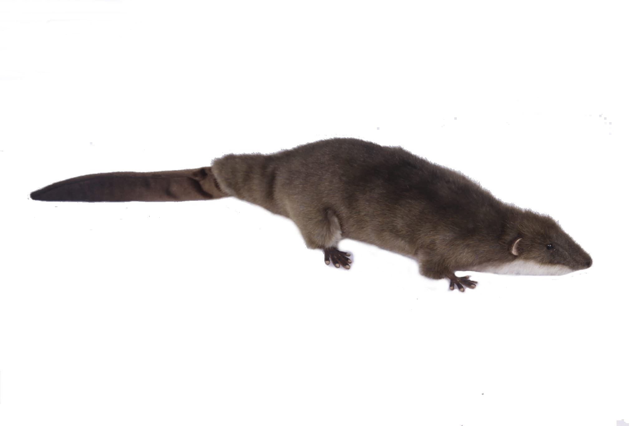 Hansa 7374 Giant Otter Shrew Pup 45cmL
