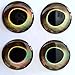 RAH 3-D Hard Epoxy Eyes (60 Pack) Fly Tying Lures Crafts Available in 4 Colors & 7 Sizes (Earth, 6 mm)