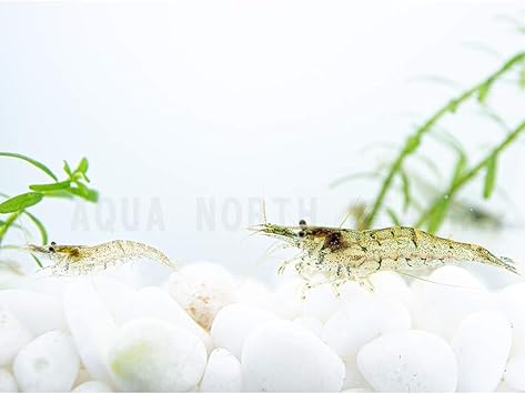 Amazon エビ ミナミヌマエビ 30匹 アクアノースビーチ おまけ付き アクアノースビーチ 観賞魚 水中生物 通販