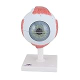 3B Scientific Eye, 5 Times Full-Size, 6-Part