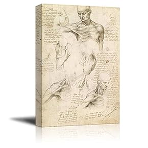 Superficial Anatomy of The Shoulder and Neck by...