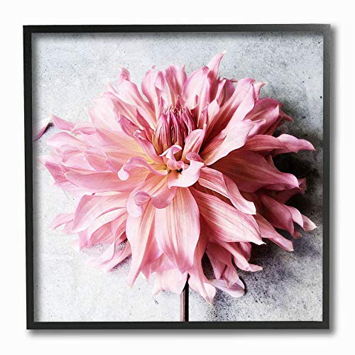 Stupell Industries Pink Spring Floral with Curly Petal Details Wall Art, 12 x 1…