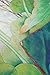 Elegna Women 100% Silk Art Collection Scarves (Green Lotus)