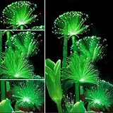 Diansts(TM) 100Pcs Rare! Emerald Fluorescent Flower Seeds, Night Light Emitting Plants