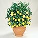 Meyer Dwarf Lemon Tree 35 Seeds indoor/outdoor primary