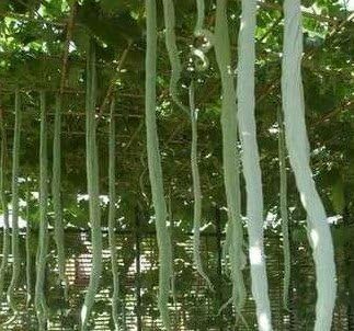 SD0499-0122 Green Asian Long Snake Bean Vegetable Seeds, New Vegetable Seeds, 60-Days (10 Seeds)