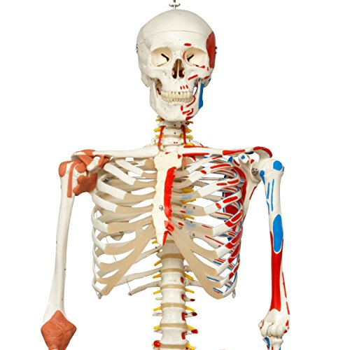 image for 3B Scientific A13 Plastic Super Human Skeleton Model 