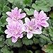 Erodium x variabile, Flora Plena, Heron's Bill