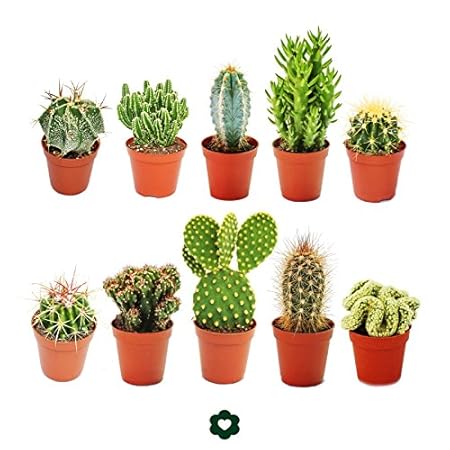10 verschiedene Kakteen 5,5cm Topf im Set