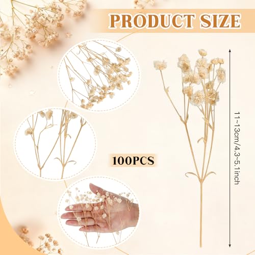 100 Pieces Dried Flowers, Natural Dried Flowers, Fade Resistant, Mini Dried Gypsophila for Botanical Specimens, Photo Frames, Nail Art (Champagne)