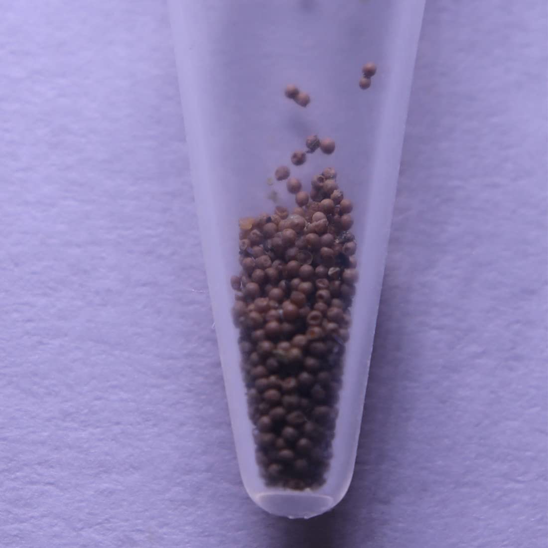 GreenWaterFarm Triops Red Longicaudatus Eggs for Hatching and Culture Suitable to be Pet and Science Project (Pure 200 Eggs)