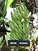 Gros Michel Banana Plant - RARE Variety