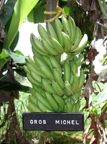 Gros Michel Banana Plant - RARE Variety