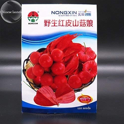 Rare Physalis Alkekengi Red Chinese Lantern Bladder Cherry Middle Fruit Seeds Original Pack 1 Seeds Winter Cherry Buy Online At Best Price In Uae Amazon Ae
