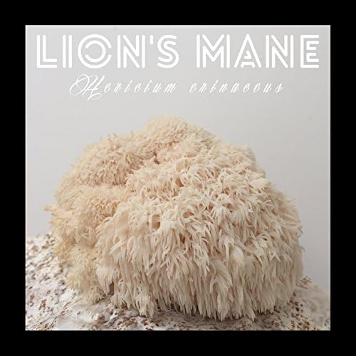Lion's Mane Outdoor Mushroom Log Kit