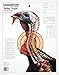 Champion Traps and Targets Champion Practice Targets 45780 Turkey Lifesize (12 Pk)