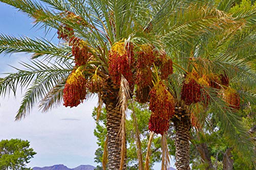 Palm, Date Palm Tree, Phoenix dactylifera, Edible Fruit, 10 Seeds!