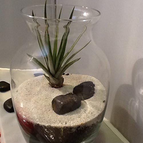 Duprey Hand Crafted Terrarium for Your Office or Home