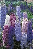 100+ Delphinium Seeds- Pacific Giant Mix- Perennial