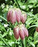 10 CHECKER LILY Fritillaria Affinis Chocolate