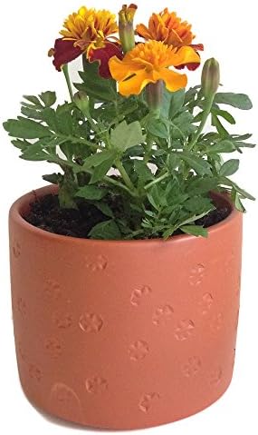 Circle Flower Pattern Terracotta Clay Pot, 3.5"H x 4.25"D. Hand made in the USA (1, Terracotta)