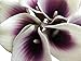 Winterworm Latex Real Touch Artificial Calla Lily Flower Bouquet Wedding Party Home Garden Restaurant Decoration Valentine Gifts - Bunch of 10 (Dark-Purple)