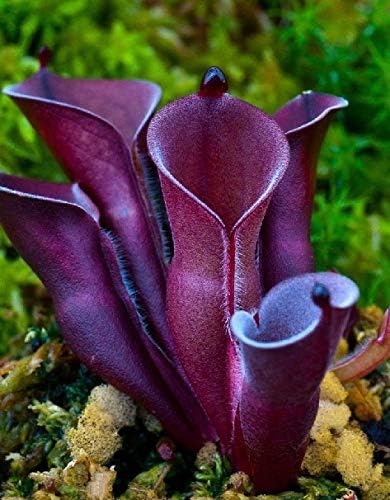 Dark Purple Plant Carnivorous Flowers Seeds 25 Pcs an