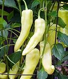 Banana Pepper Seeds, 100+ Premium Heirloom Seeds, Sweet Banana Peppers, Fantastic addition to your home garden! Delicious!(Isla's Garden Seeds),Non Gmo, 85-90% Germination Rates, Highest Quality Seeds