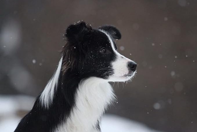 Amazon Co Jp 特大 ポスター ボーダーコリー犬が雪を発見 壁紙ウォールステッカーポスター 594x4mm Generic